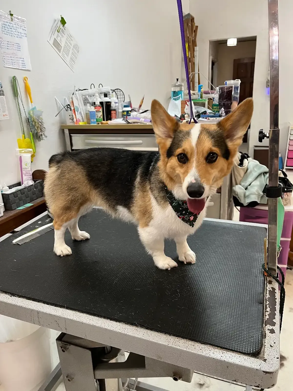 Corgi dog with a black, white, and tan coat, wearing a bandana, standing on a grooming table.