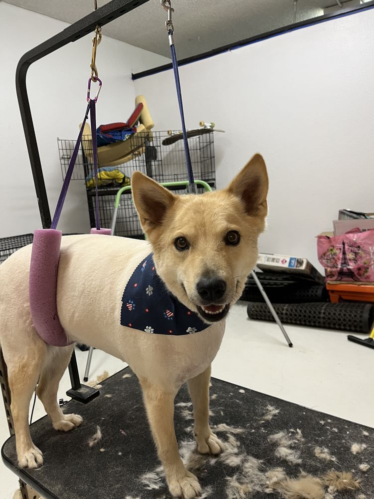 Tan dog wearing a blue bandana, standing on a grooming table. It is attached to a grooming arm.