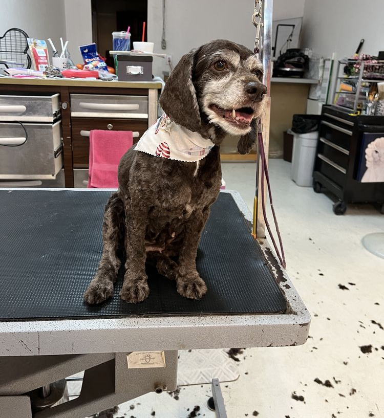 Black poodle on grooming table, tongue out, in a grooming shop setting.
